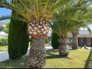 Extérieur avec des arbres - Maison individuelle à la rue Confrides
